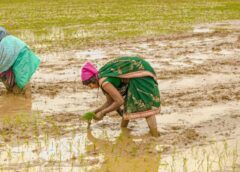 झमाझम बारिश से खिल उठे किसानों के चेहरे: समय पर खाद-बीज और मानसून की मेहरबानी से खरीफ खेती ने पकड़ी रफ्तार