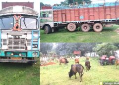 ऑपरेशन शंखनाद : धरमजयगढ़ के जंगल में पुलिस की घेराबंदी से मचा हड़कंप, ट्रक छोड़ भागे तस्कर; 46 गौ-वंश मिले, 39 जीवित बचाए गए सुरक्षित, जंगल में ट्रक छोड़कर भागे तस्कर फरार.