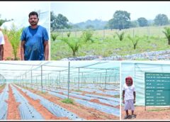 धान से आगे बढ़ा जशपुर का किसान! अनारथ साय ने संरक्षित खेती से बदली किस्मत, ऑयल पाम के साथ स्ट्रॉबेरी-टमाटर से कमा रहे बेहतर आय
