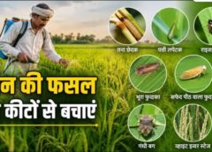 लेख : धान की फसल में कीट प्रकोप से बचाव के लिए किसान रहें सतर्क