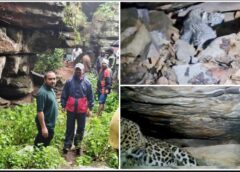 48 घंटे का मिशन रीयूनाइट सफल! बस्तर के जंगल में बिछड़े तेंदुआ शावकों को मिली मां, ट्रैप कैमरे में कैद हुआ भावुक मिलन—वन विभाग की बड़ी कामयाबी