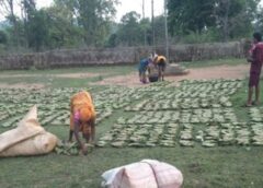 तेन्दूपत्ता नीति का बड़ा असर, अबुझमाड़ के ग्रामीणों की बढ़ी कमाई!पहली बार गांव के नजदीक खुले 10 नए फड़, 22 गांवों के 365 संग्राहकों को मिला सीधा लाभ, सरकार ने खातों में भेजे लाखों रुपये